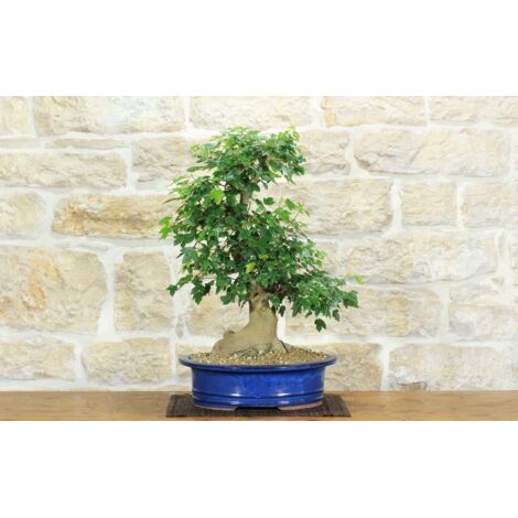 Bonsai di Acero Tridente (29)