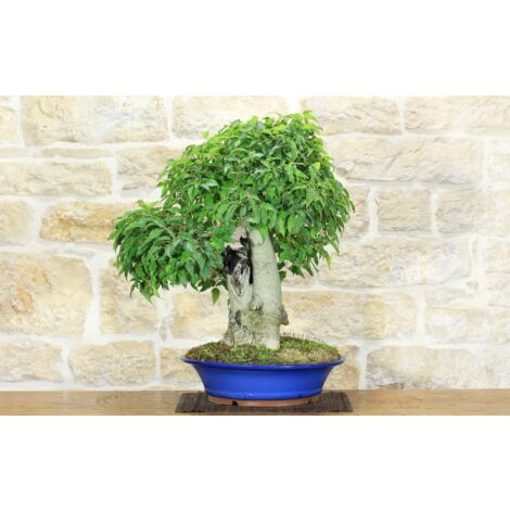 Bonsai di Bagolaro (17)