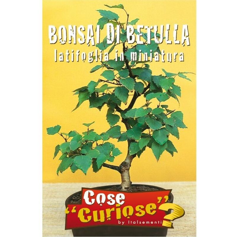 Image of Le Georgiche - Bonsai di Betulla (Semente)