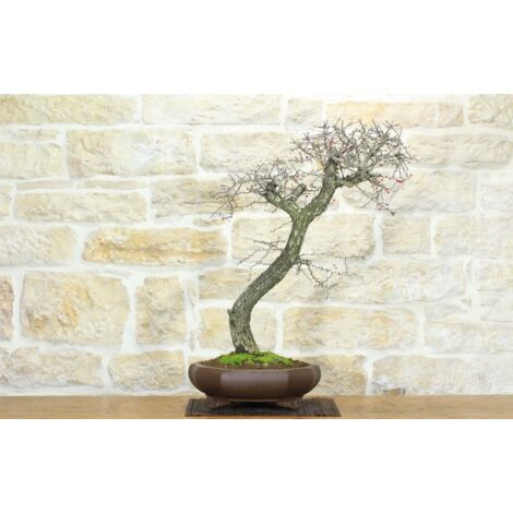Bonsai di Biancospino (20)