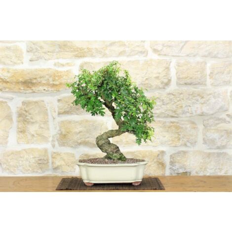 Bonsai di Biancospino (30)