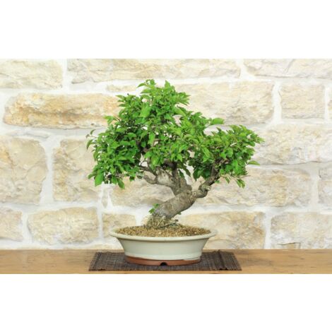 Bonsai di Bougainvillea Spectabilis (121)