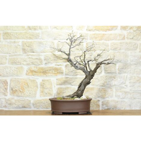 Bonsai di Carpino Nero (2)