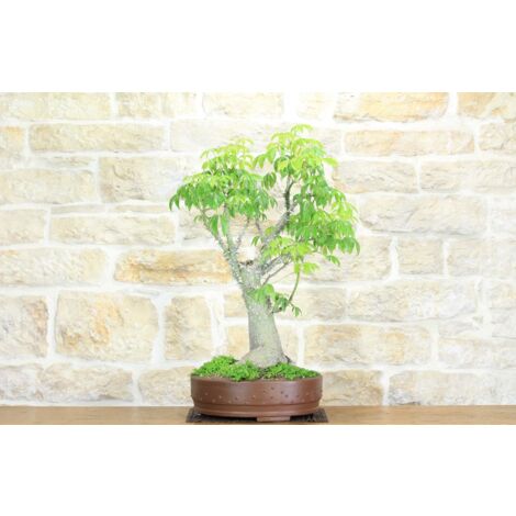 Bonsai di Chorisia (66)