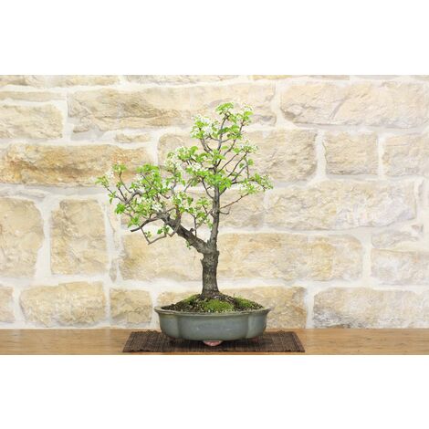 Bonsai di Ciliegio Selvatico (149)