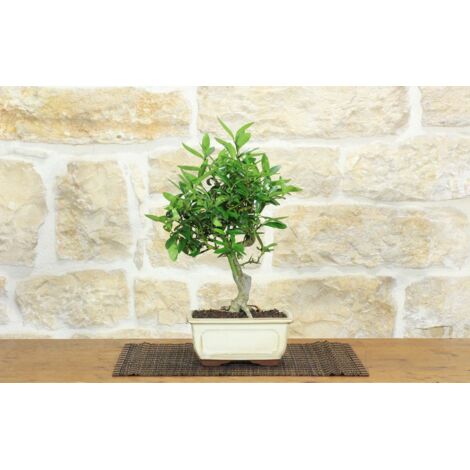 Bonsai di Citrus Kinzu (17)