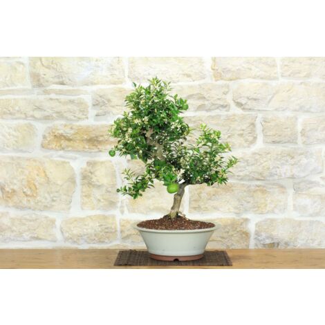 Bonsai di Citrus Myrtifolia (Chinotto) (102)