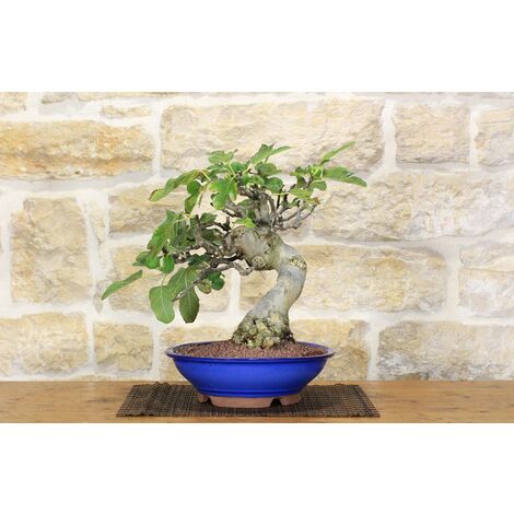 Vaso bonsai 30 cm al miglior prezzo - Pagina 6