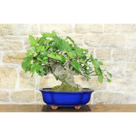 Bonsai di Fico (77)