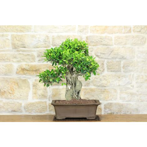 Bonsai di Ficus Retusa (164)