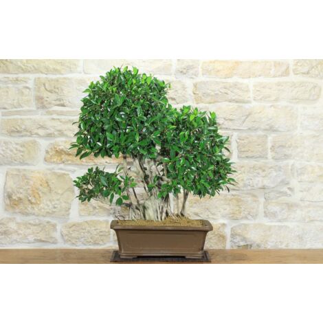 Bonsai di Ficus Retusa (176)