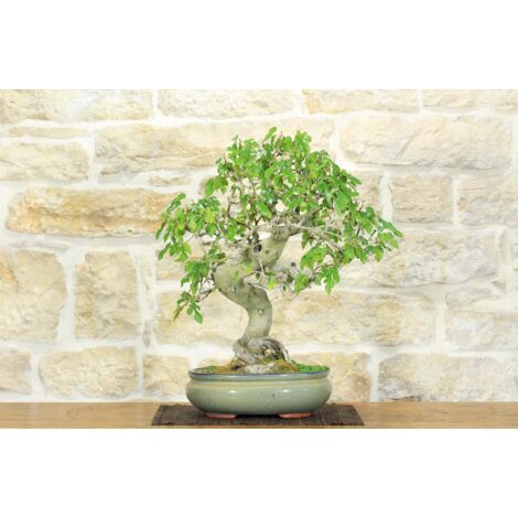 Bonsai di Gelso (62)
