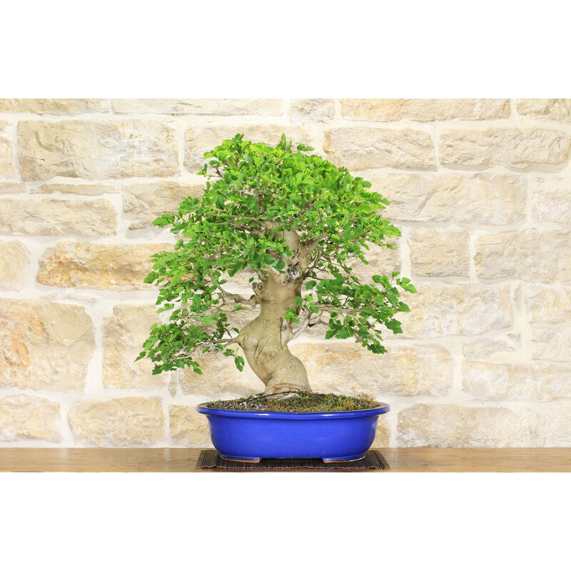 Pollice Verde - Bonsai di Gelso Bianco (51)