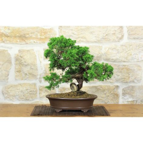 Bonsai di Ginepro Itoigawa (123)
