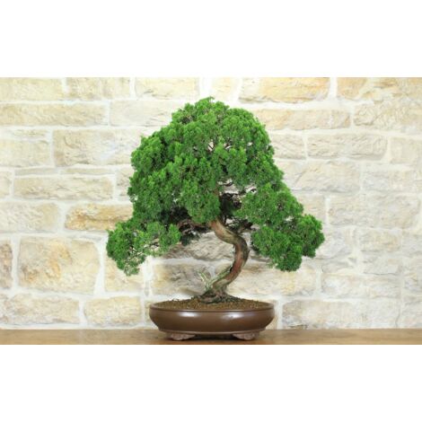 Bonsai di Ginepro Kishu (127)