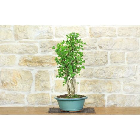 Bonsai di Ginkgo Biloba (13)