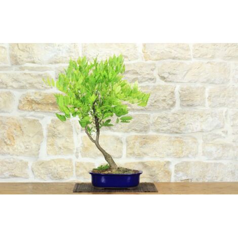 Bonsai di Glicine (13)