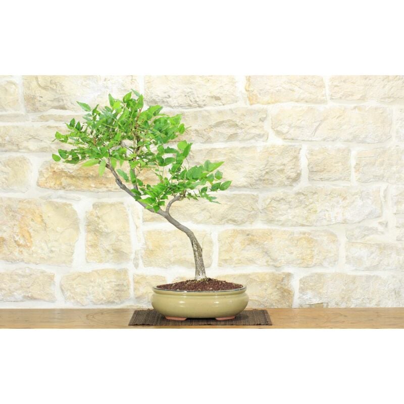 Pollice Verde - Bonsai di Glicine Giapponese (17).