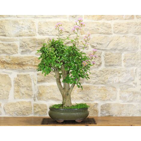 Bonsai di Lagerstroemia a fiore lilla (36)