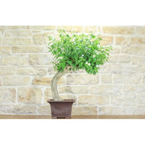 Bonsai di Lantana Camara (39)