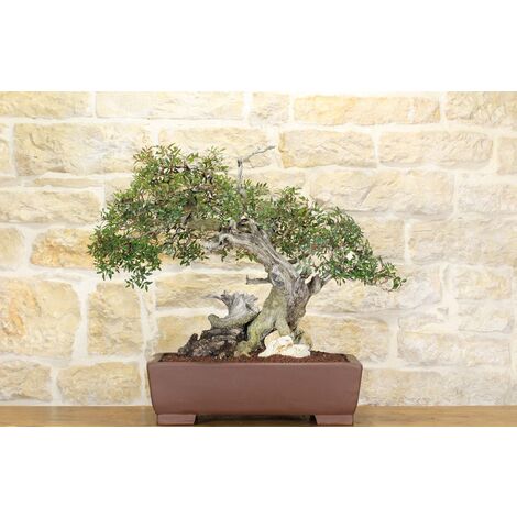 Bonsai di Lentisco (59)