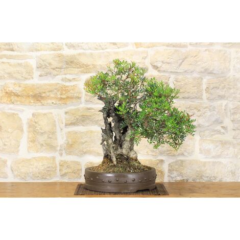 Bonsai di Lentisco (62)