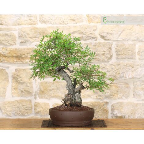 Bonsai di Lentisco (68)