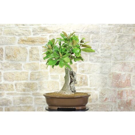 Bonsai di Magnolia Grandiflora (4)