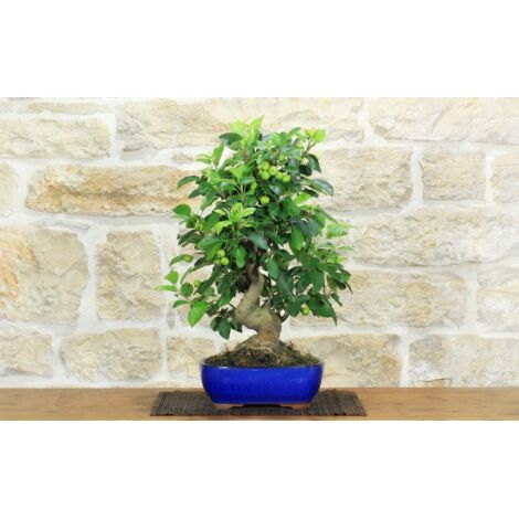 Bonsai di Melo selvatico (139)