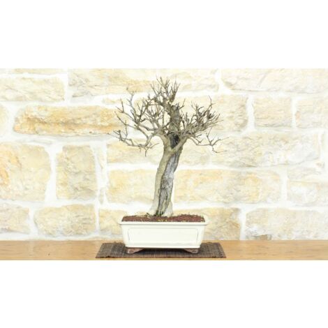 Bonsai di Melograno (142)