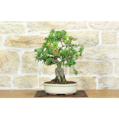 Bonsai di Melograno (145)