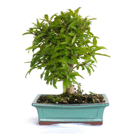Bonsai di Melograno - Bonsai Giapponese Punica Granatum - H 30-40 cm Vaso Ø 25 cm