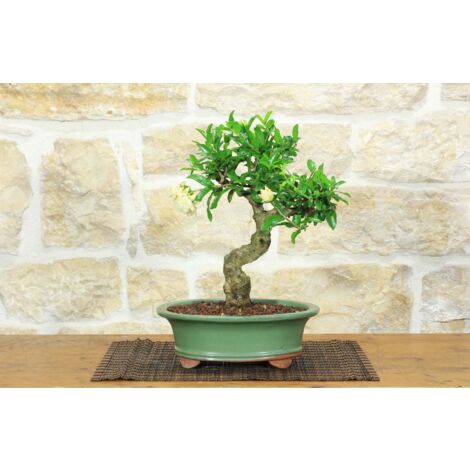 Bonsai di Melograno da fiore bianco (146)