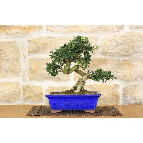 Vaso bonsai al miglior prezzo