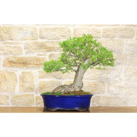 Bonsai di Olmo Campestre (40)