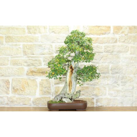 Bonsai di Olmo Campestre (52)