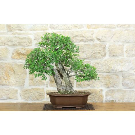 Bonsai di Olmo Campestre (54)