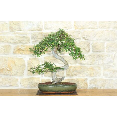 Bonsai di Olmo Cinese (149)
