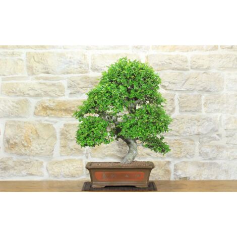 Bonsai di Olmo Cinese (152)
