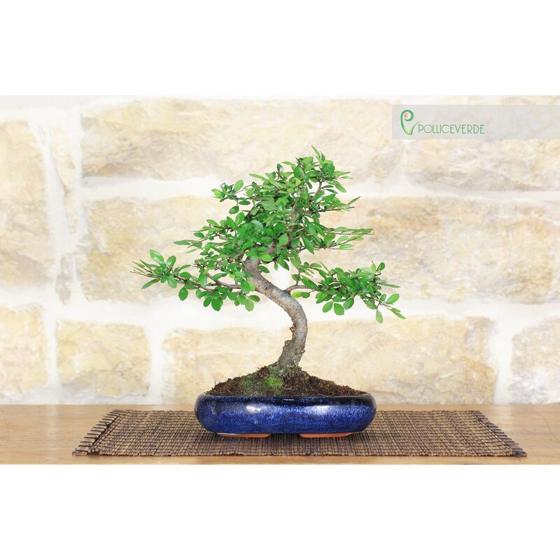 Bonsai di Olmo Cinese vaso cm. 15