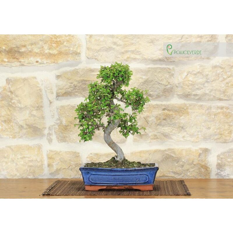 Pollice Verde - Bonsai di Olmo cinese vaso cm. 25