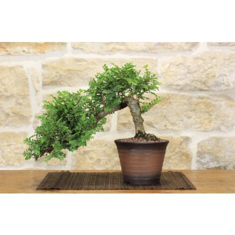 Bonsai di Olmo Parvifolia "Seiju" (90)