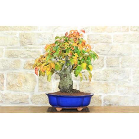 Bonsai di Pero da fiore (160)
