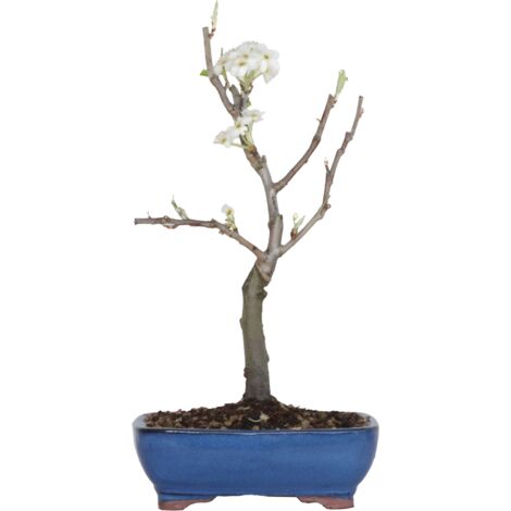 Bonsai di Pero - Pyrus Domestica - Piante Vere da Frutto - H 43-50 cm Vaso Ø 21 cm