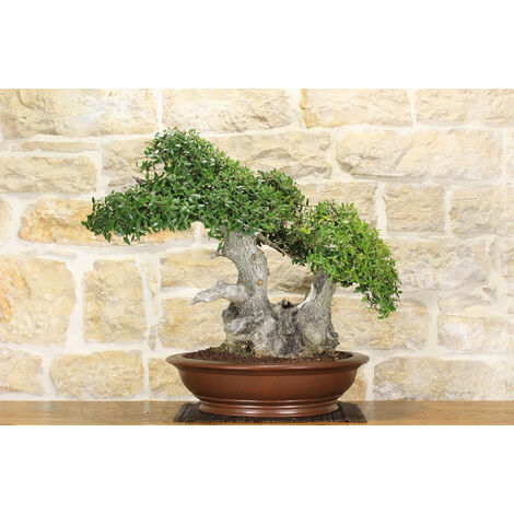 Bonsai di Phillyrea (25)
