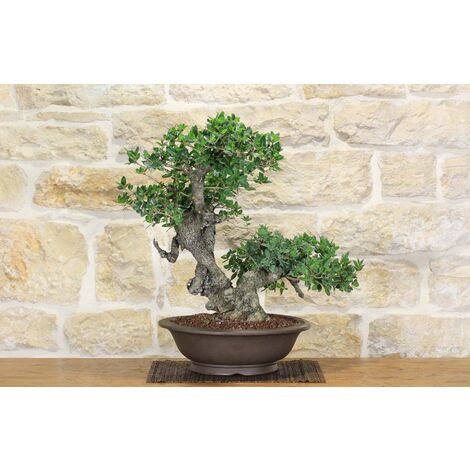 Bonsai di Phillyrea (29)