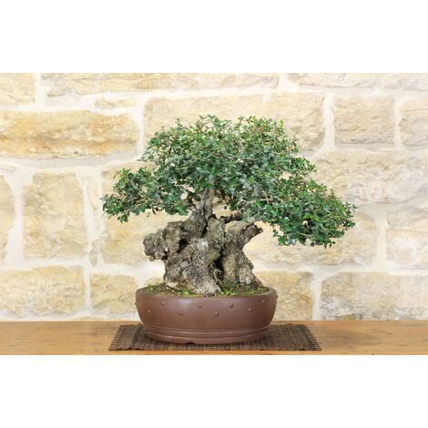 Bonsai di Ficus Panda in vaso quadro bianco