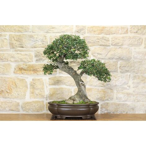 Bonsai di Phillyrea (31)
