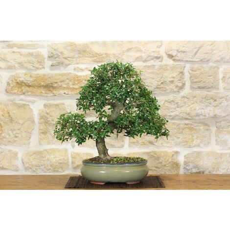 Bonsai di Phillyrea (32)