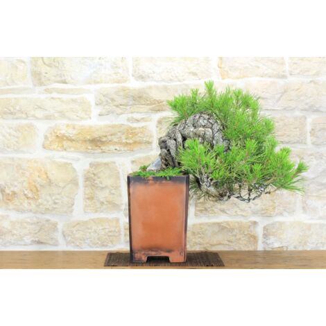 Bonsai di Pino Nero Thunbergii (37)